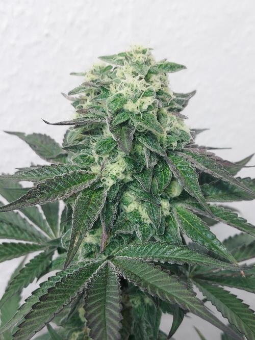 Mixed Hybrids. Week 11 - Shinigami