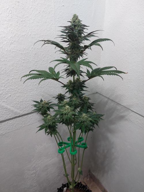 Gas & Funk. Week 11 - BlackBelts