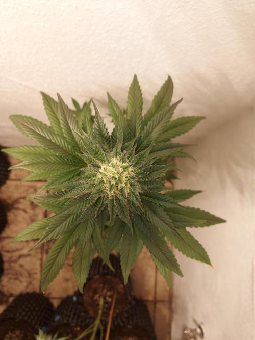 Gas & Funk. Week 11 - BlackBelts