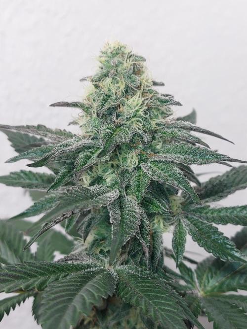 Gas & Funk. Week 11 - BlackBelts