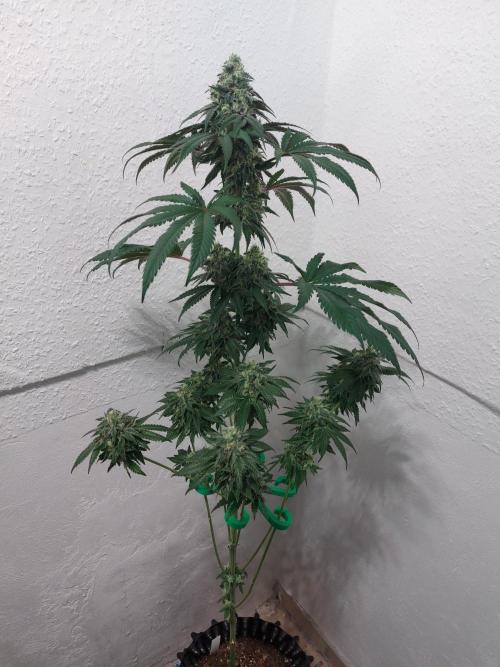 Gas & Funk. Week 11 - PresidentialPardon