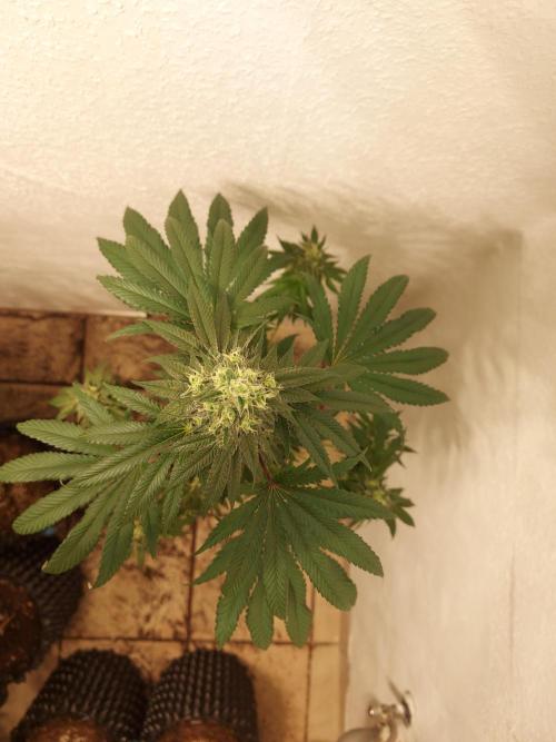 Gas & Funk. Week 11 - PresidentialPardon