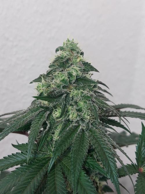 Gas & Funk. Week 11 - PresidentialPardon