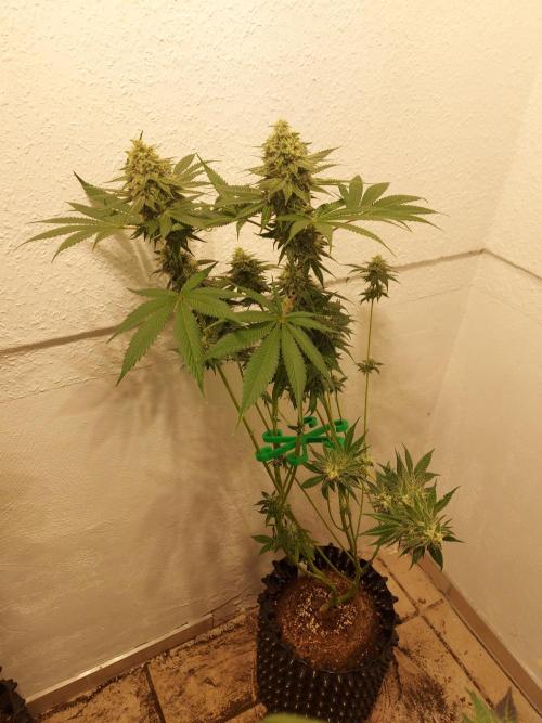 Gas & Funk. Week 11 - Sherbdog