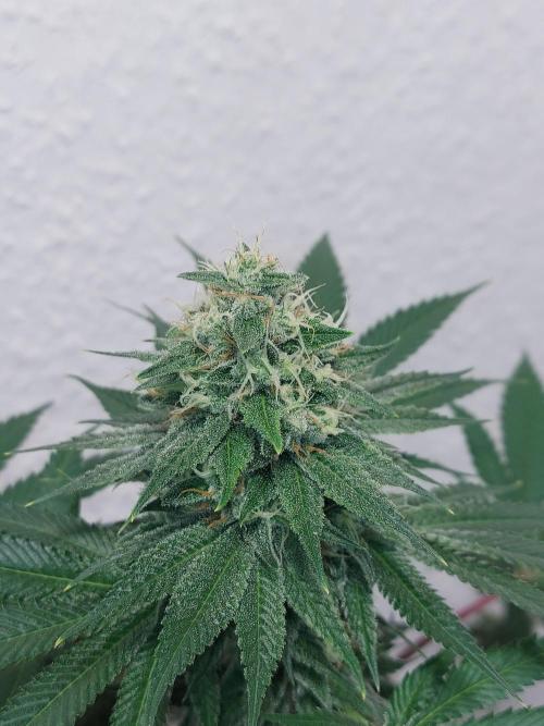 Gas & Funk. Week 11 - Sherbdog