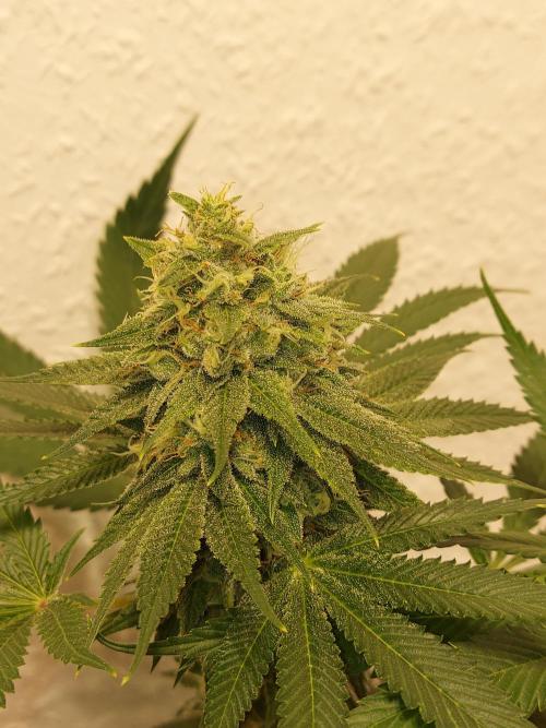 Gas & Funk. Week 11 - Sherbdog