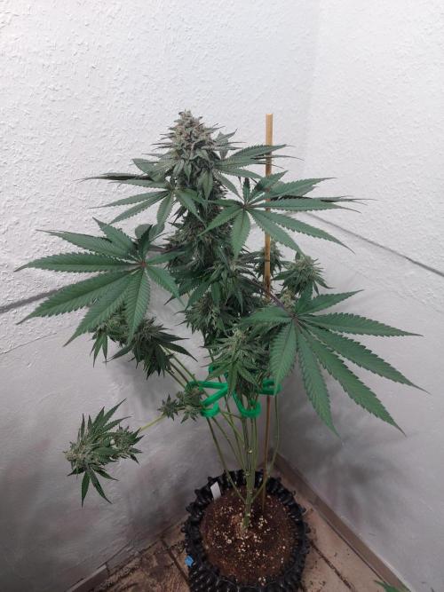 Gas & Funk. Week 11 - Terpgasm