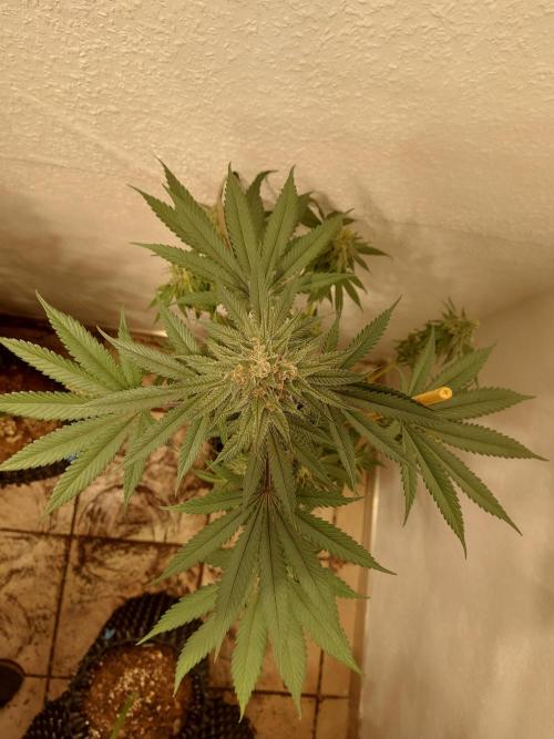 Gas & Funk. Week 11 - Terpgasm