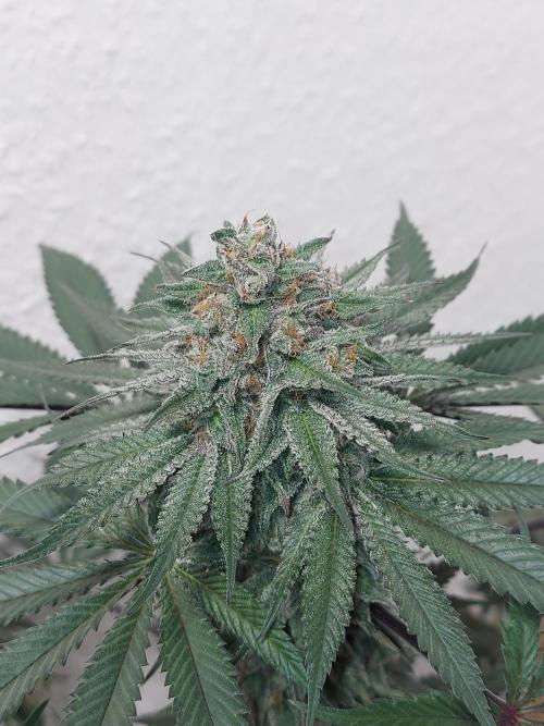 Gas & Funk. Week 11 - Terpgasm