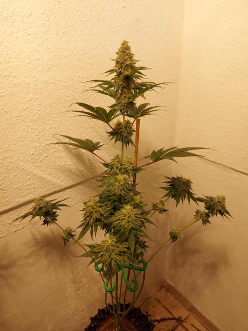 Desert & Candy. Week 12 - Melonbow