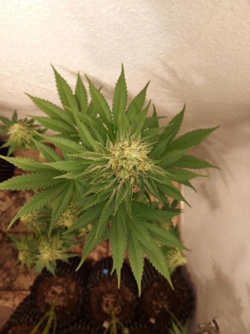 Desert & Candy. Week 12 - Melonbow