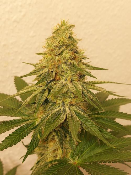 Desert & Candy. Week 12 - Melonbow