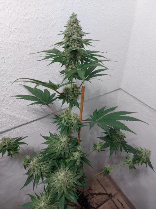 Desert & Candy. Week 12 - Melonbow