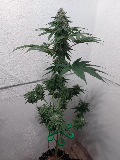 Desert & Candy. Week 12 - Pichu