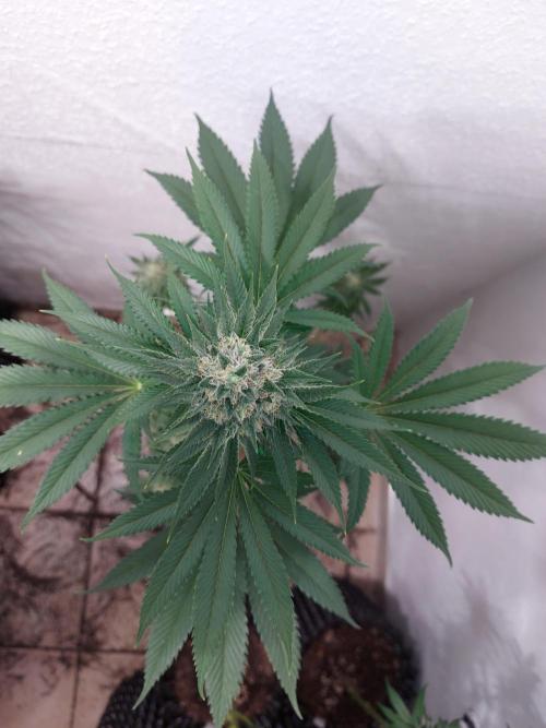 Desert & Candy. Week 12 - Pichu