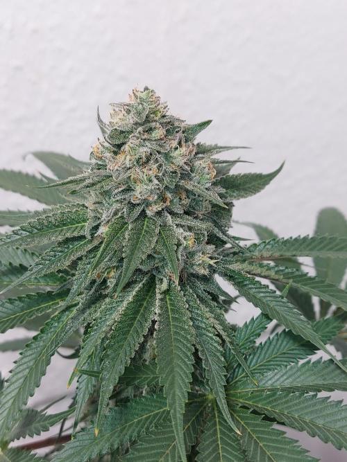 Desert & Candy. Week 12 - Pichu