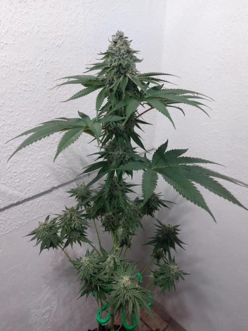 Desert & Candy. Week 12 - Pichu