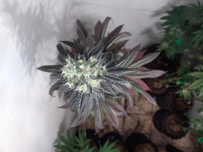 Desert & Candy. Week 12 - Space Station