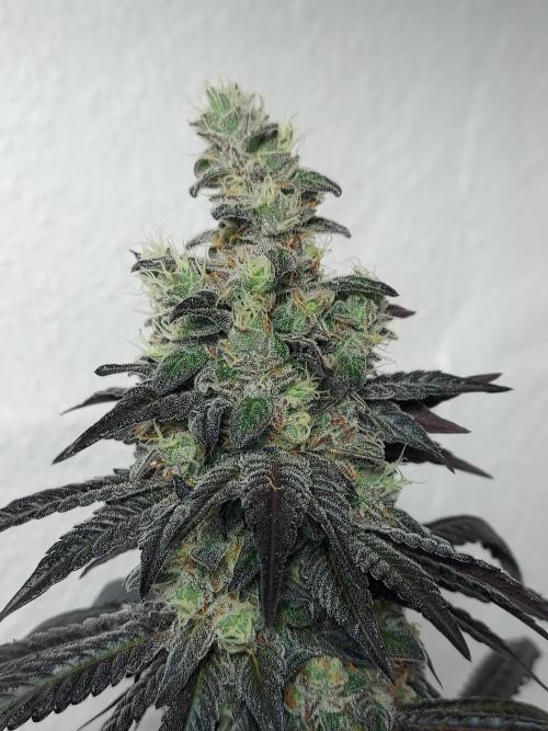 Desert & Candy. Week 12 - Space Station