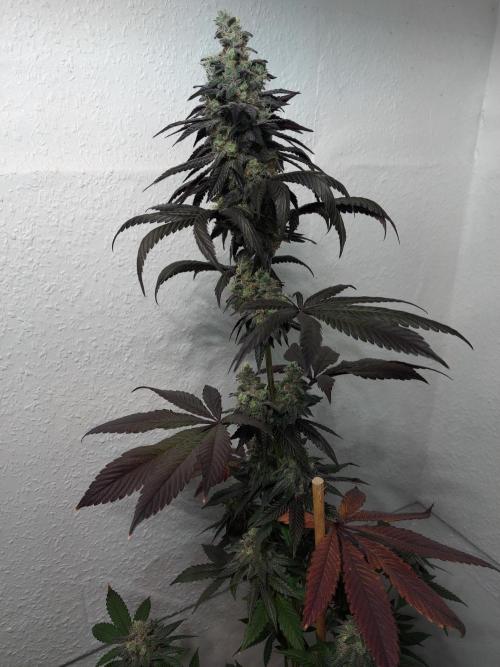 Desert & Candy. Week 12 - Space Station