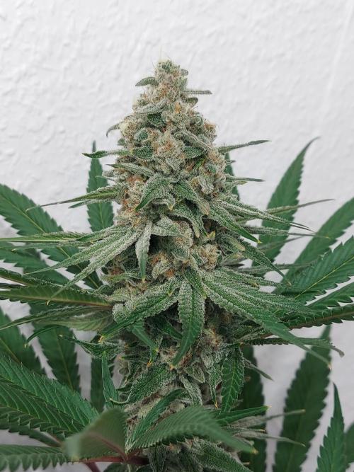 Desert & Candy. Week 12 - Super Drip