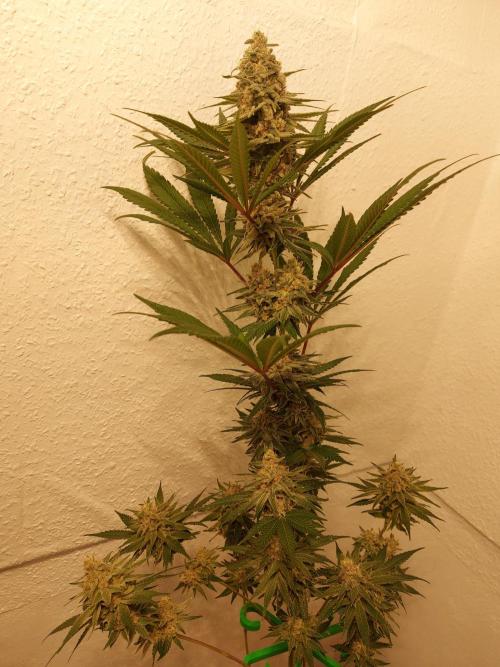 Desert & Candy. Week 12 - Super Drip