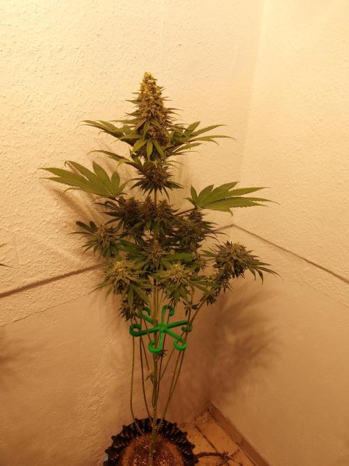 Mixed Hybrids. Week 12 - Forbidden Boof