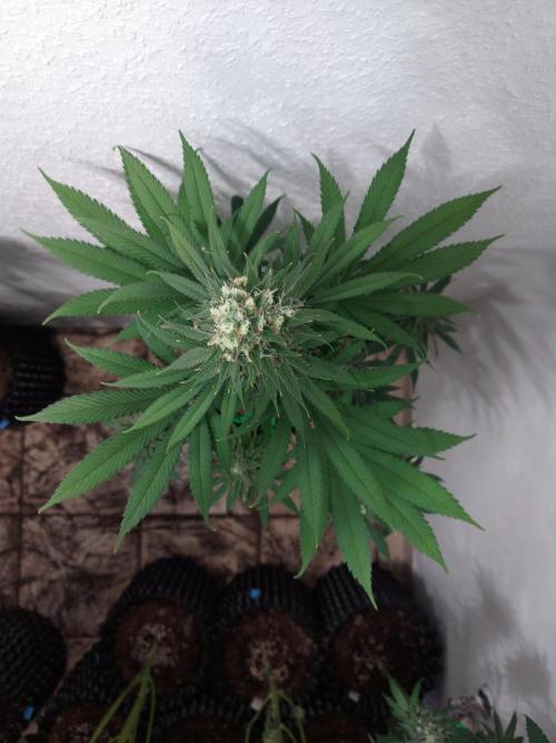 Mixed Hybrids. Week 12 - Forbidden Boof