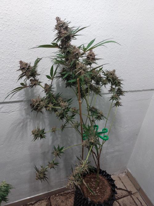 Mixed Hybrids. Week 12 - Gasserole