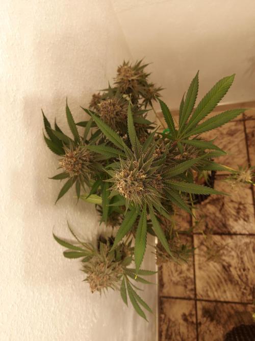 Mixed Hybrids. Week 12 - Gasserole