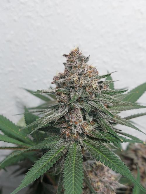 Mixed Hybrids. Week 12 - Gasserole