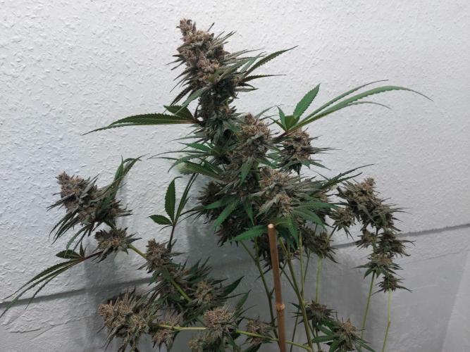 Mixed Hybrids. Week 12 - Gasserole