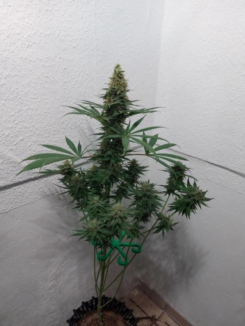 Mixed Hybrids. Week 12 - Motivation