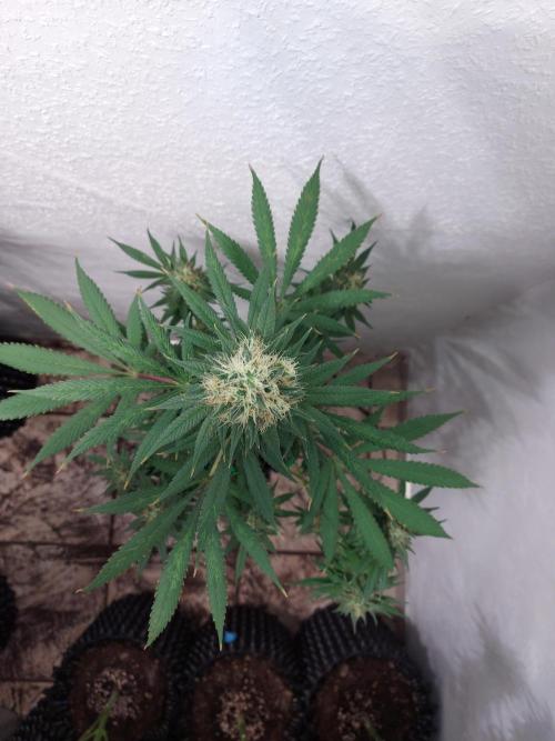 Mixed Hybrids. Week 12 - Motivation