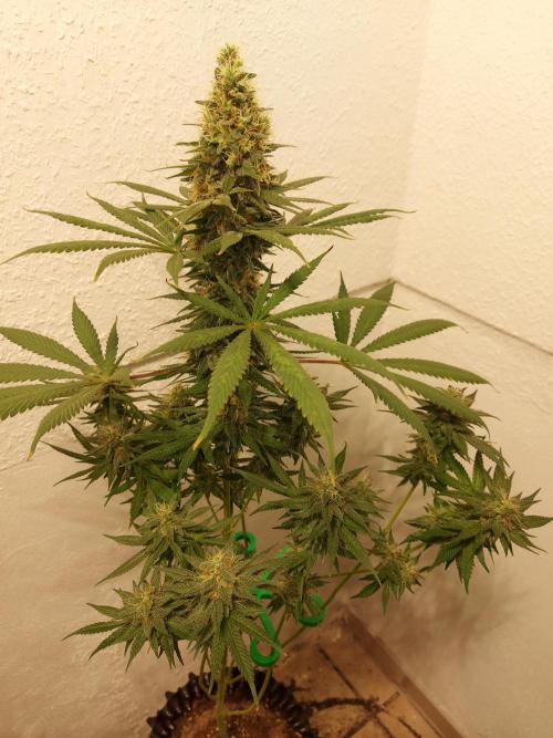 Mixed Hybrids. Week 12 - Motivation