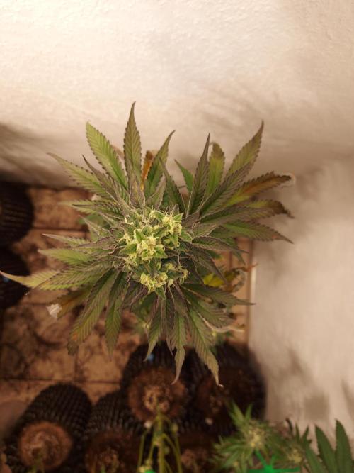 Mixed Hybrids. Week 12 - Shinigami