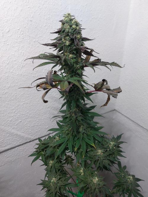 Mixed Hybrids. Week 12 - Shinigami