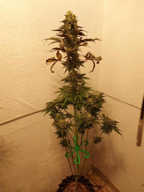 Mixed Hybrids. Week 12 - Shinigami