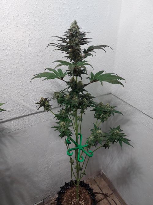 Gas & Funk. Week 12 - Black Belts