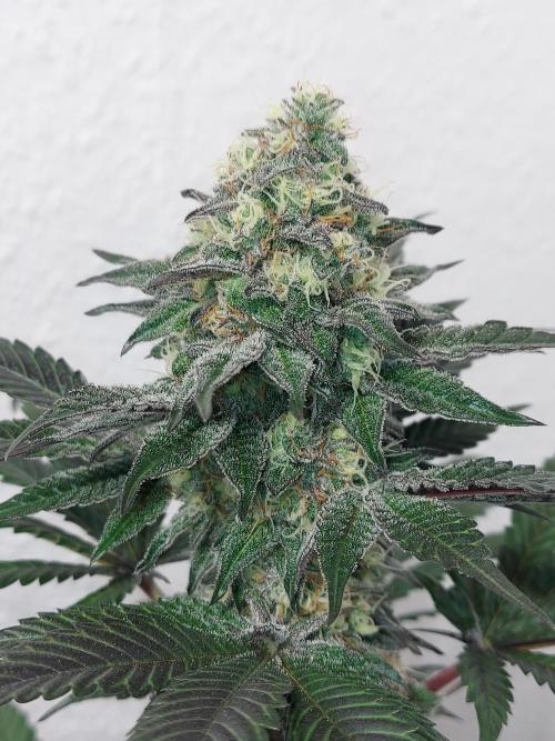 Gas & Funk. Week 12 - Black Belts