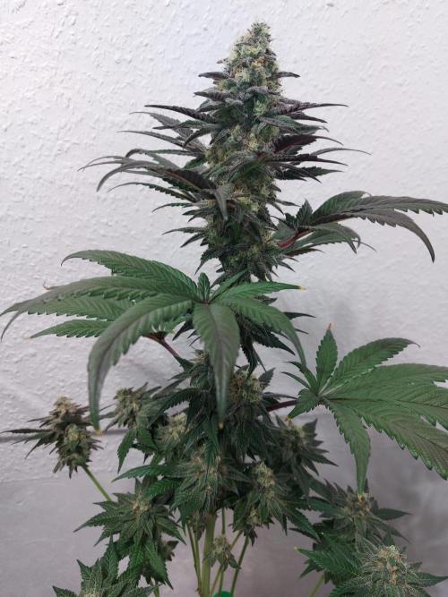 Gas & Funk. Week 12 - Black Belts