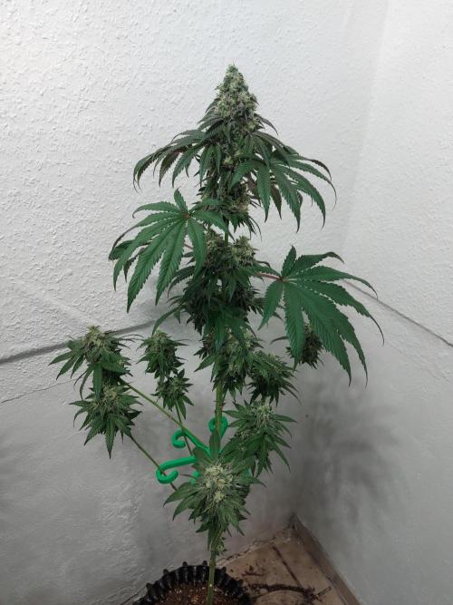 Gas & Funk. Week 12 - Presidential Pardon