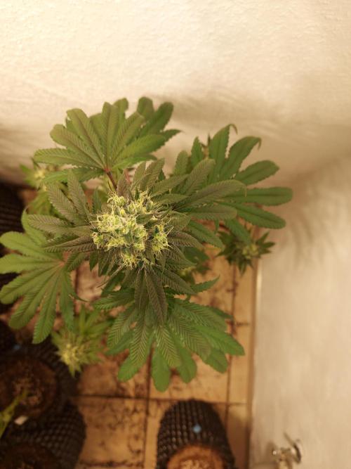 Gas & Funk. Week 12 - Presidential Pardon