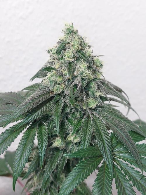 Gas & Funk. Week 12 - Presidential Pardon