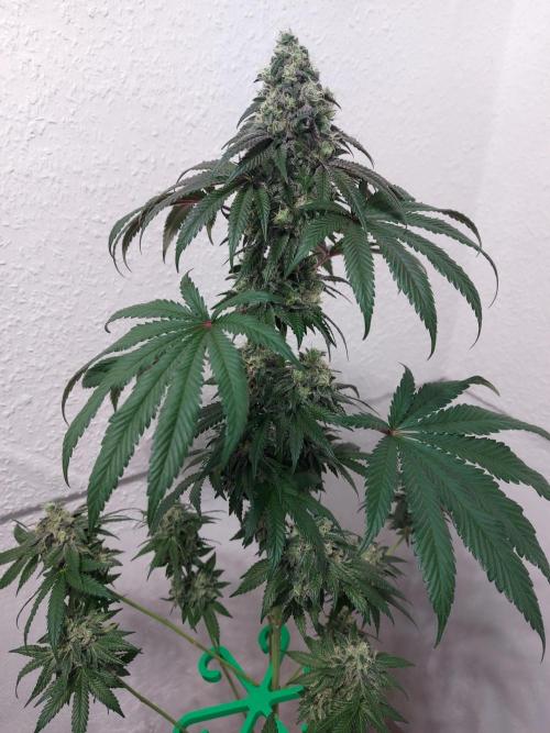 Gas & Funk. Week 12 - Presidential Pardon