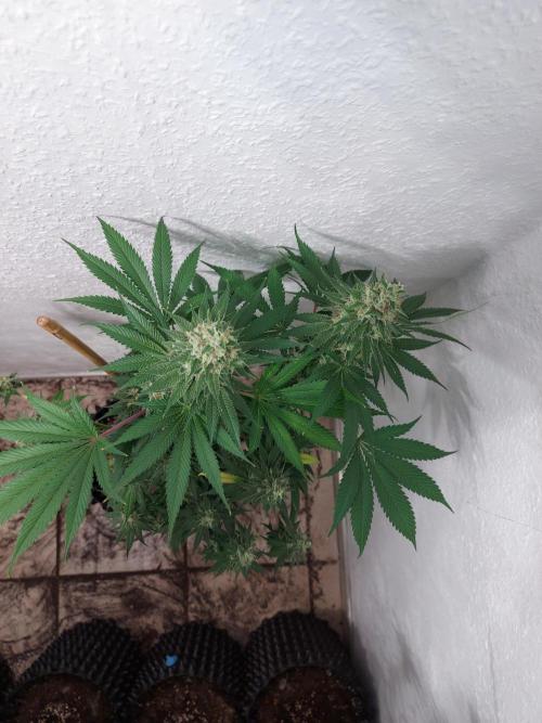 Gas & Funk. Week 12 - Sherbdog