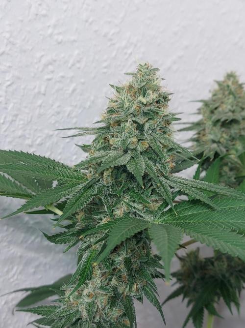 Gas & Funk. Week 12 - Sherbdog