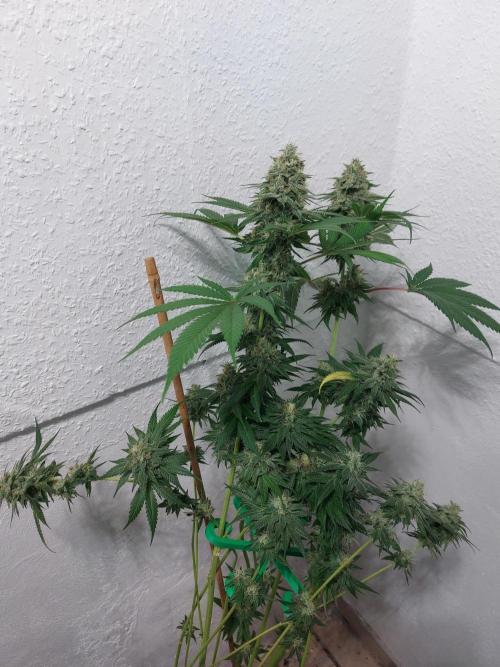 Gas & Funk. Week 12 - Sherbdog