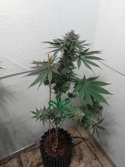 Gas & Funk. Week 12 - Terpgasm