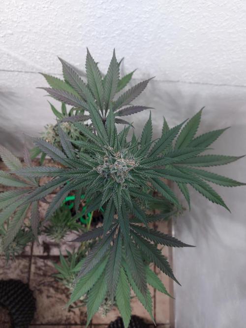 Gas & Funk. Week 12 - Terpgasm